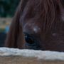 Photo of Equine Escapes