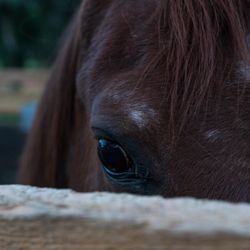 Equine Escapes