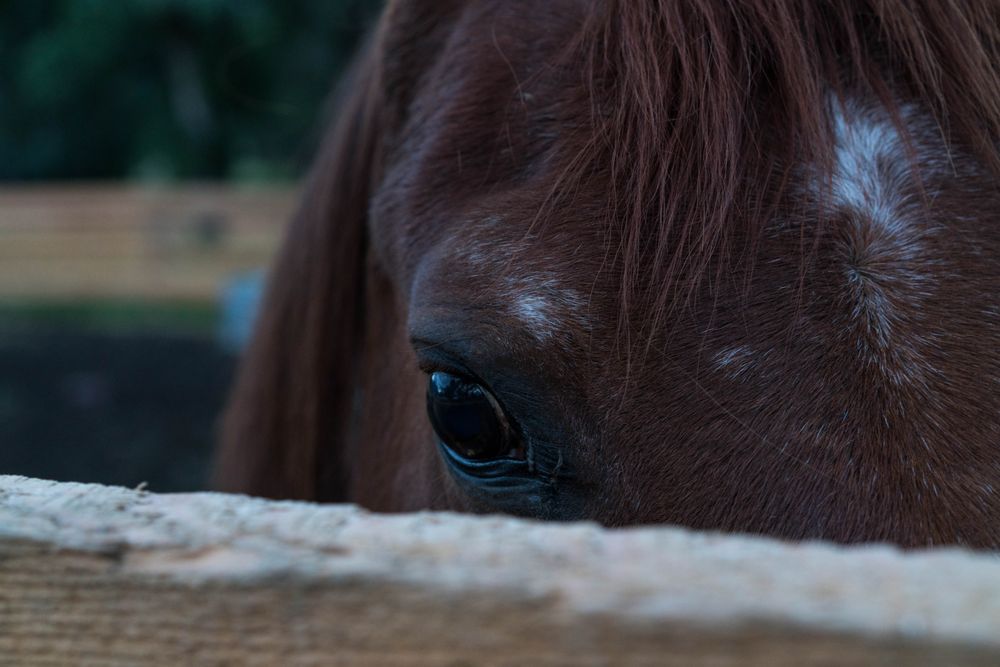 Equine Escapes - equestrian in Issaquah, WA