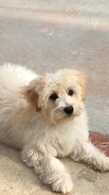 animal hospital lakewood blvd