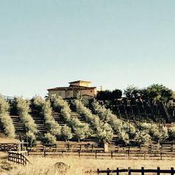 Bel Cielo Villa  Olive & Grape growers - Winter grove views 2/2018