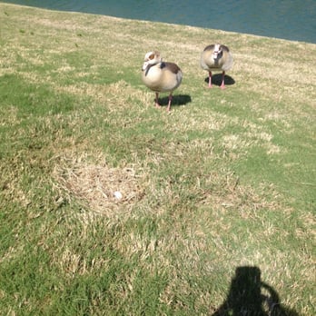 The Resort Course at La Cantera - The duckies protecting an egg! They have some nice views on that gold course - Golf Near Me - San Antonio, Texas The Resort Course at La Cantera - The duckies protecting an egg! They have some nice views on that gold course - Golf Near Me - San Antonio, Texas
