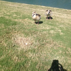 The Resort Course at La Cantera - The duckies protecting an egg! They have some nice views on that gold course
