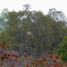 cactus wren, not a lot of places you can see these in LA but the santa fe dan is one of them! cactus wren, not a lot of places you can see these in LA but the santa fe dan is one of them!