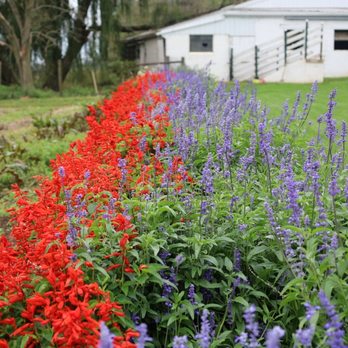 Tribute Transportation - September 26, 2021 Vocanville, Pennsylvania 'Leon's' Farm _ Amish Country - Town Car Service Near Me Tribute Transportation - September 26, 2021 Vocanville, Pennsylvania 'Leon's' Farm _ Amish Country - Town Car Service Near Me