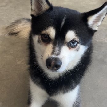 ERA Fit - Eric's dog - Trainers Near Me - Miami, Florida
