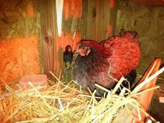 Sweet Springs Family Farm by null