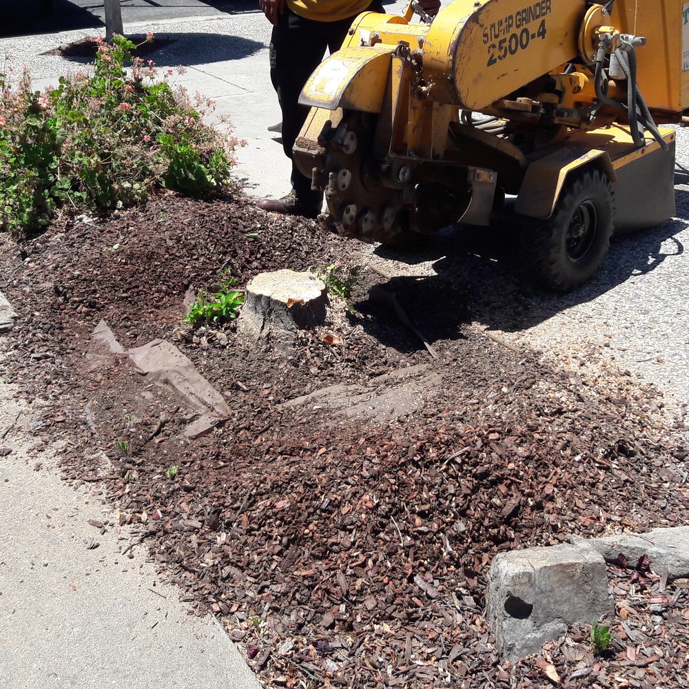 Torres Tree Service - Tree Services Near Me - San Jose, California