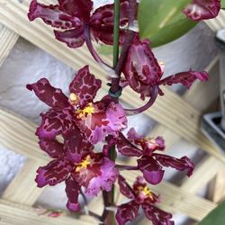 Carmela Orchids