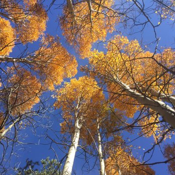 Aspen campground - These aspens are 1.5 miles from Aspen campground when you turn off Tioga Pass - Campgrounds Near Me - Lee Vining, California