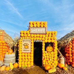 Laity Pumkin Patch