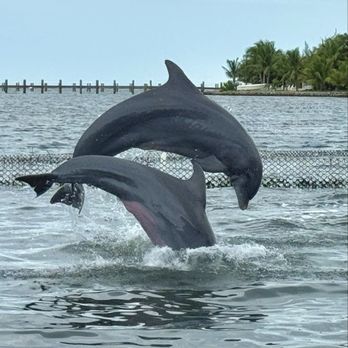 Dolphin Research Center - Tours Near Me - Marathon, Florida Dolphin Research Center - Tours Near Me - Marathon, Florida