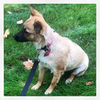 Karen's K9 Way - Dog Walkers Near Me