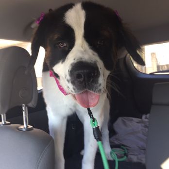 Pin Up Pets - Pet Groomers Near Me - Chandler, Arizona Pin Up Pets - Pet Groomers Near Me - Chandler, Arizona