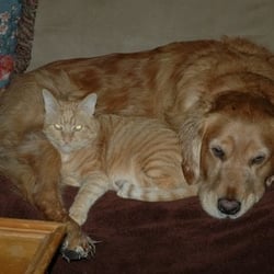 J9 Loves Pets - Ollie & Tigger