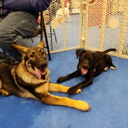 Heavenly Hounds Dog Training - puppy social