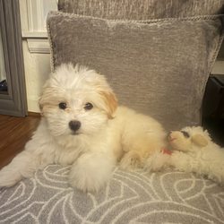 Fancy Pants Pet Salon - This is Einstein beautiful fluffy coat a week before he went.