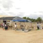 Photo of Diamond Valley Alpacas