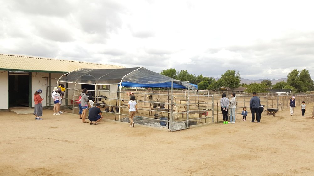 Diamond Valley Alpacas
