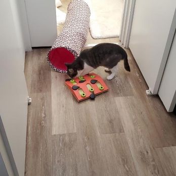 Catify My Home - Pet Sitting Near Me - Sarasota, Florida
