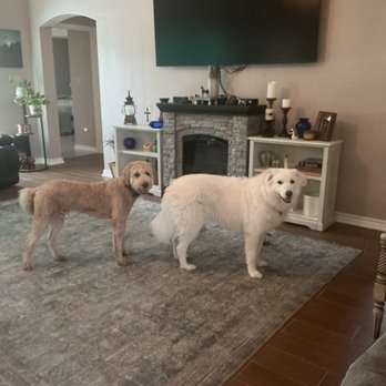 Topline Pet Spa & Boutique - Bella and Sampson - Pet Groomers Near Me - Silsbee, Texas Topline Pet Spa & Boutique - Bella and Sampson - Pet Groomers Near Me - Silsbee, Texas