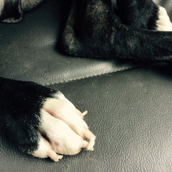 14th St Veterinary Clinic - Stayed for 9 days. - Veterinarians Near Me - Midlothian, Texas