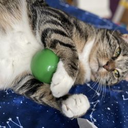The Friendly Feline Cat Cafe