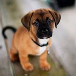 Faith Veterinary Clinic Services