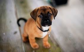 Faith Veterinary Clinic Services Image