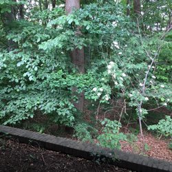 Kildeskovshallen - Small forest next to entrance pathway.