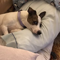 Pawfect Mobile Dog Grooming - This is my Jack Russell 5yrs old. I would like a quote and possibly make a mobile visit. Thank You Dianne Flick