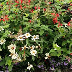 The Stevens-Coolidge House & Gardens - Garden!