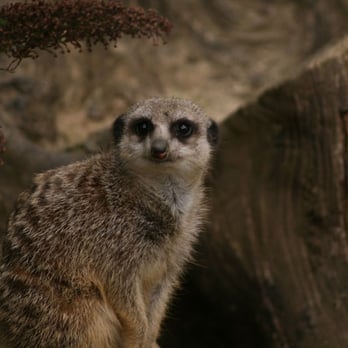 Wingham Wildlife Park - Zoos Near Me - Canterbury, KEN