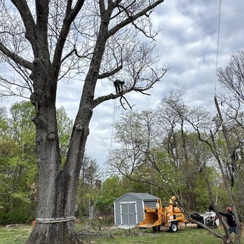 23 Trees - Tree Services Near Me - Alexandria, Virginia