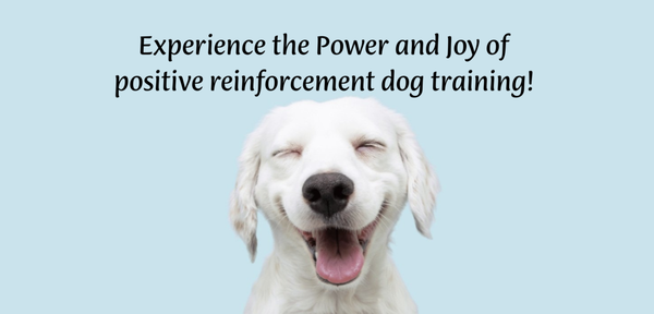 In-Home Training | Basic Doggie Manners - Maybe you have a newly adopted young shelter or rescue dog in need of learning some new manners?
Has your older, four-legged family member forgotten a few of his previously learned behaviors?
Perhaps your dog is fine with his manners but taking him for walks is a challenge?
Simple manners are a big confidence booster because your dog will now understand what you’re asking! You can feel comfortable inviting guests over, walking through the farmers market or enjoying your morning walk together.
I’m here to help you establish good manners while having fun! Dogs WANT TO LEARN!
Basic manners can include:
- The all-important “Come!”
- How to teach focus on you
- How to use Wait and Stay
- “Leave it” and “Off” - for temptations like food and greetings
- Relaxed walking on leash
- How to lie down
- How to politely greet people without jumping and more!
Advanced Manners
Want to take your dog everywhere? We’ll step things up a bit with these advanced sessions to teach her how to be polite and focused around distractions, in crowds and even if you’re not around.
Advanced manners can include:
- How to focus on you in crowds
- How to interact safely with dogs
- How to interact safely with kids
- To be calm when you step away for a few minutes
- Coming when called amid distractions
- Waiting at doorways and stairs
1 Session - $150
(90 Minutes)
Series of 3 Sessions - $400
The first lesson lasts 1½ hours; the other lessons are one hour. In-Home Training | Basic Doggie Manners - Maybe you have a newly adopted young shelter or rescue dog in need of learning some new manners?
Has your older, four-legged family member forgotten a few of his previously learned behaviors?
Perhaps your dog is fine with his manners but taking him for walks is a challenge?
Simple manners are a big confidence booster because your dog will now understand what you’re asking! You can feel comfortable inviting guests over, walking through the farmers market or enjoying your morning walk together.
I’m here to help you establish good manners while having fun! Dogs WANT TO LEARN!
Basic manners can include:
- The all-important “Come!”
- How to teach focus on you
- How to use Wait and Stay
- “Leave it” and “Off” - for temptations like food and greetings
- Relaxed walking on leash
- How to lie down
- How to politely greet people without jumping and more!
Advanced Manners
Want to take your dog everywhere? We’ll step things up a bit with these advanced sessions to teach her how to be polite and focused around distractions, in crowds and even if you’re not around.
Advanced manners can include:
- How to focus on you in crowds
- How to interact safely with dogs
- How to interact safely with kids
- To be calm when you step away for a few minutes
- Coming when called amid distractions
- Waiting at doorways and stairs
1 Session - $150
(90 Minutes)
Series of 3 Sessions - $400
The first lesson lasts 1½ hours; the other lessons are one hour.