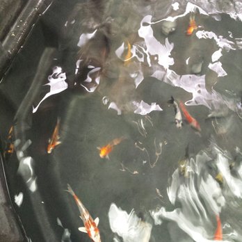 Koolau Pets Plants & Ponds - Baby koi! - Pet Stores Near Me - Kaneohe, Hawaii