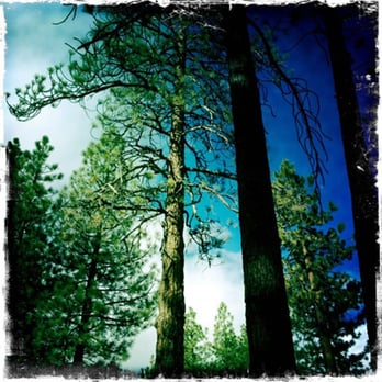 Mt High Beds - Picture from the driveway. Aren't the Pine Tree's BEAUTIFUL!? - Hotels Near Me Mt High Beds - Picture from the driveway. Aren't the Pine Tree's BEAUTIFUL!? - Hotels Near Me
