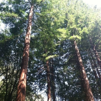 Regional Parks Botanic Garden at Tilden - Redwood grove - Botanical Gardens Near Me - Berkeley, California