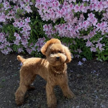 PetSmart Dog Training - Teddy bear haircut - Pet Training Near Me - Alpharetta, Georgia PetSmart Dog Training - Teddy bear haircut - Pet Training Near Me - Alpharetta, Georgia