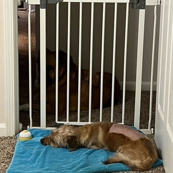 VEG ER for Pets - recovery after vertebra hernia surgery - Emergency Pet Hospital Near Me - Alpharetta, Georgia VEG ER for Pets - recovery after vertebra hernia surgery - Emergency Pet Hospital Near Me - Alpharetta, Georgia