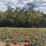 Photo of Pinhook Pumpkins