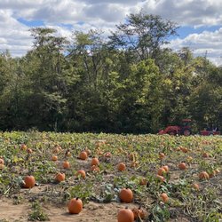 Pinhook Pumpkins - Free hay rides around the patch.