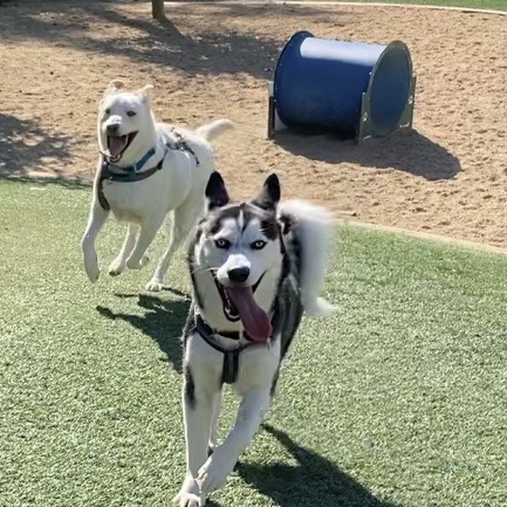 Olive Hills Park - Dog Parks Near Me - Anaheim, California Olive Hills Park - Dog Parks Near Me - Anaheim, California