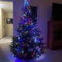 Nieman's Christmas Trees