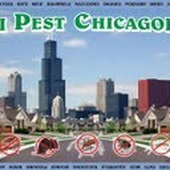 Anti Pest Chicagoland - Pest Control Near Me Anti Pest Chicagoland - Pest Control Near Me