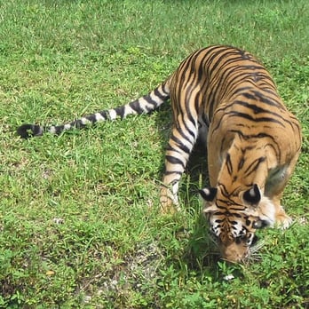 Zoo Miami - Prowling Around - Zoos Near Me - Miami, Florida Zoo Miami - Prowling Around - Zoos Near Me - Miami, Florida