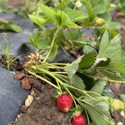 Berry Island Farms