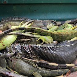 Wildlife Removal Services
