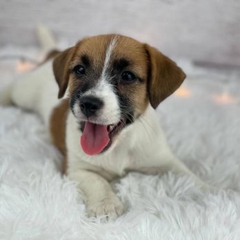 Tiny Jewel Pups - Pet Breeders Near Me - Houston, Texas Tiny Jewel Pups - Pet Breeders Near Me - Houston, Texas