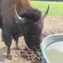 Photo of Penzion Bison ranch